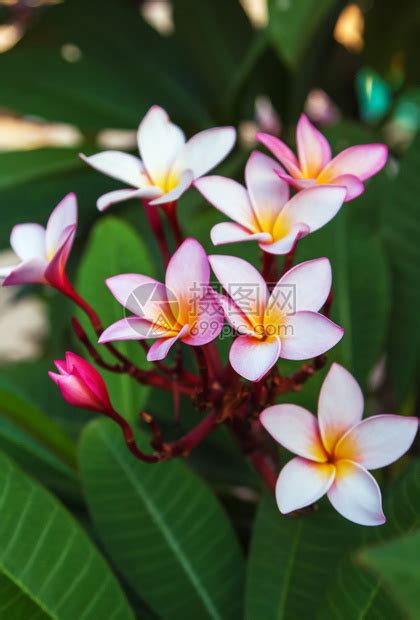 鸡蛋花风水